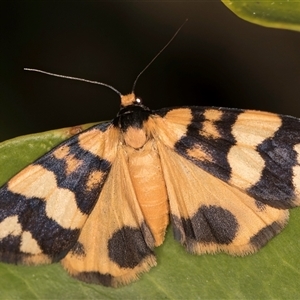 Termessa zonophanes at Melba, ACT - 30 Oct 2024 09:24 PM