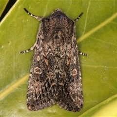 Dasygaster padockina (Tasmanian Cutworm) at Melba, ACT - 30 Oct 2024 by kasiaaus