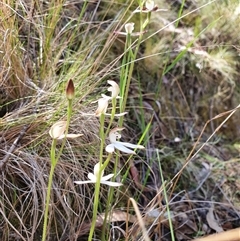 Caladenia moschata (Musky Caps) at Paddys River, ACT - 2 Nov 2024 by Bubbles