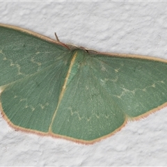 Chlorocoma dichloraria (Guenee's or Double-fringed Emerald) at Melba, ACT - 30 Oct 2024 by kasiaaus