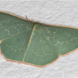 Chlorocoma dichloraria at Melba, ACT - 30 Oct 2024 10:52 PM