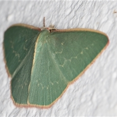 Chlorocoma dichloraria at Melba, ACT - 30 Oct 2024 10:52 PM