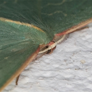 Chlorocoma dichloraria at Melba, ACT - 30 Oct 2024 10:52 PM