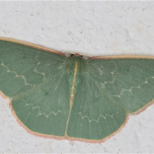 Chlorocoma dichloraria at Melba, ACT - 30 Oct 2024 10:52 PM