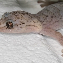 Christinus marmoratus (Southern Marbled Gecko) at Melba, ACT - 30 Oct 2024 by kasiaaus