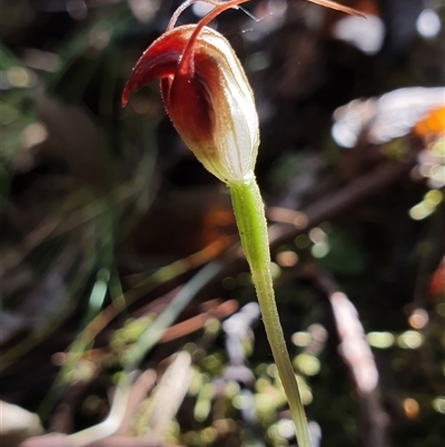 Pterostylis pedunculata (Maroonhood) at Paddys River, ACT - 2 Nov 2024 by Bubbles