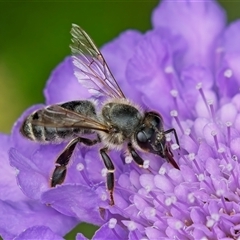 Apis mellifera (European honey bee) at Weston, ACT - 2 Nov 2024 by Kenp12