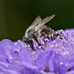 Apis mellifera at Weston, ACT - 2 Nov 2024 10:37 AM