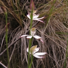 Caladenia moschata (Musky Caps) at Paddys River, ACT - 31 Oct 2024 by JohnBundock