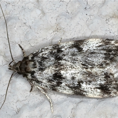 Barea zygophora (Concealer Moth) at Ainslie, ACT - 31 Oct 2024 by jb2602