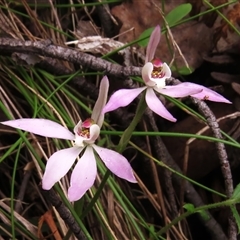 Caladenia carnea (Pink Fingers) at Paddys River, ACT - 31 Oct 2024 by JohnBundock