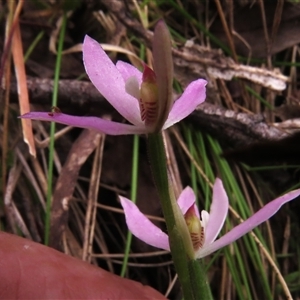 Caladenia carnea at Paddys River, ACT - suppressed