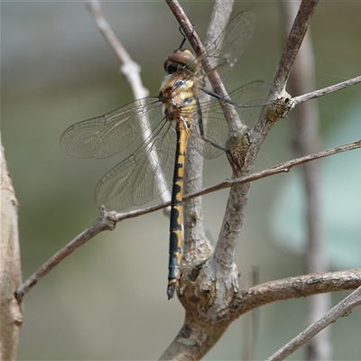 Hemicordulia australiae (Australian Emerald) at Hall, ACT - 2 Nov 2024 by Anna123