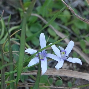 Isotoma fluviatilis subsp. australis at Hall, ACT - 2 Nov 2024 05:43 PM