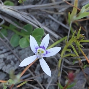 Isotoma fluviatilis subsp. australis at Hall, ACT - 2 Nov 2024 05:43 PM