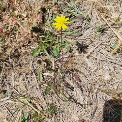 Hypochaeris radicata (Cat's Ear, Flatweed) at Harrison, ACT - 3 Nov 2024 by theaoloughlin