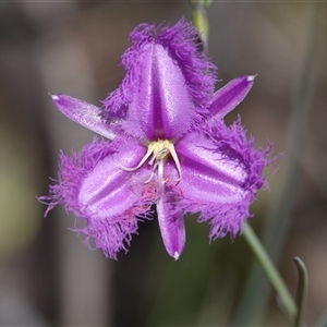 Thysanotus tuberosus subsp. tuberosus at Hall, ACT - 3 Nov 2024