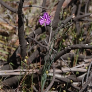 Thysanotus tuberosus subsp. tuberosus at Hall, ACT - 3 Nov 2024