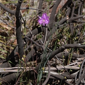 Thysanotus tuberosus subsp. tuberosus at Hall, ACT - 3 Nov 2024