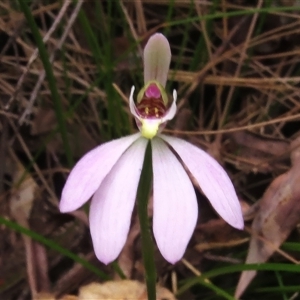 Caladenia carnea at Paddys River, ACT - suppressed