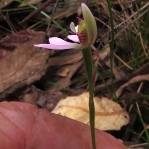 Caladenia carnea at Paddys River, ACT - suppressed