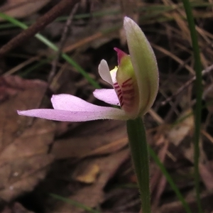 Caladenia carnea at Paddys River, ACT - suppressed