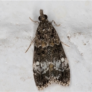 Eudonia protorthra at Melba, ACT - 31 Oct 2024 10:01 PM