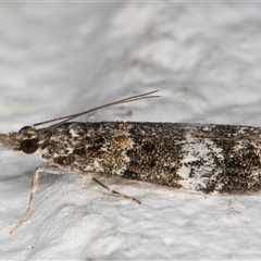 Eudonia protorthra at Melba, ACT - 31 Oct 2024 10:01 PM