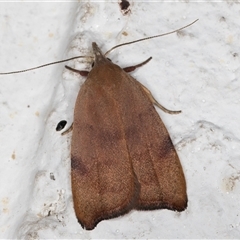 Tortricopsis uncinella (A concealer moth) at Melba, ACT - 31 Oct 2024 by kasiaaus