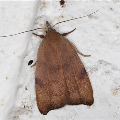 Tortricopsis uncinella (A concealer moth) at Melba, ACT - 31 Oct 2024 by kasiaaus