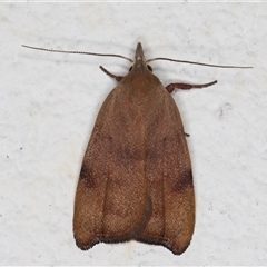 Tortricopsis uncinella at Melba, ACT - 31 Oct 2024 10:03 PM