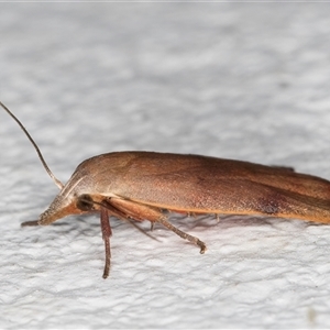 Tortricopsis uncinella at Melba, ACT - 31 Oct 2024 10:03 PM