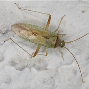 Creontiades dilutus at Melba, ACT - 31 Oct 2024 10:04 PM