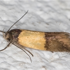 Oecophoridae (family) (Unidentified Oecophorid concealer moth) at Melba, ACT - 31 Oct 2024 by kasiaaus