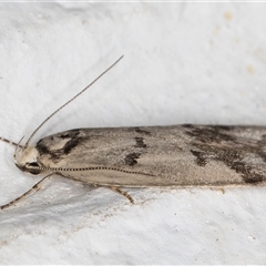 Compsotropha selenias at Melba, ACT - 31 Oct 2024 10:07 PM