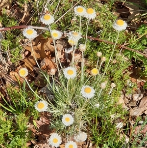 Leucochrysum albicans subsp. tricolor at Ainslie, ACT - 27 Sep 2024 08:41 AM