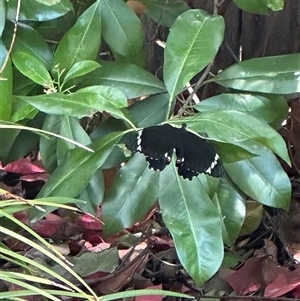 Papilio aegeus at Harrison, ACT - 3 Nov 2024 01:32 PM