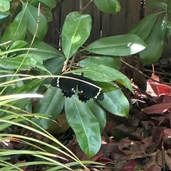 Papilio aegeus at Harrison, ACT - 3 Nov 2024 01:32 PM