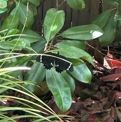 Papilio aegeus at Harrison, ACT - 3 Nov 2024