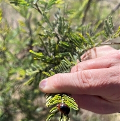 Dicranosterna immaculata (Acacia leaf beetle) at Gordon, ACT - 2 Nov 2024 by GG