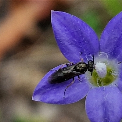 Eurys sp. (genus) (Eurys sawfly) at Bungonia, NSW - 3 Nov 2024 by trevorpreston