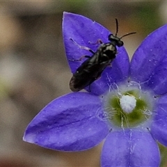 Eurys sp. (genus) at Bungonia, NSW - 3 Nov 2024 12:34 PM