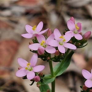 Centaurium erythraea at Bungonia, NSW - 3 Nov 2024 12:32 PM