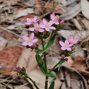 Centaurium erythraea at Bungonia, NSW - 3 Nov 2024 12:32 PM