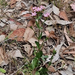 Centaurium erythraea at Bungonia, NSW - 3 Nov 2024 12:32 PM