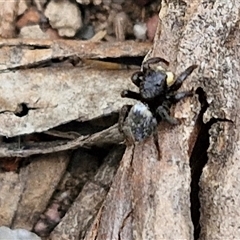 Salticidae sp. 'Golden palps' at Bungonia, NSW - 3 Nov 2024 12:30 PM