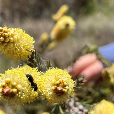 Hylaeinae (subfamily) (Masked bee, Hylaeine bee) at Bonython, ACT - 3 Nov 2024 by GG