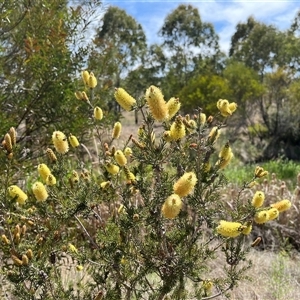 Callistemon sieberi at Bonython, ACT - 3 Nov 2024 11:03 AM