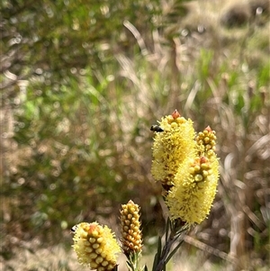 Callistemon sieberi at Bonython, ACT - 3 Nov 2024 11:03 AM