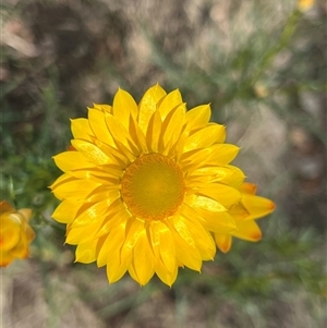 Xerochrysum viscosum at Bonython, ACT - 3 Nov 2024 11:35 AM